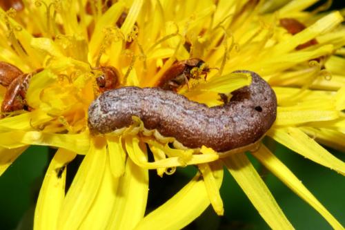 Eugnorisma depuncta